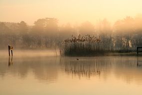 fog overgrown lake
