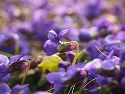 viola odorata, Scented wildflowers close up