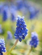 blue hyacinth close up