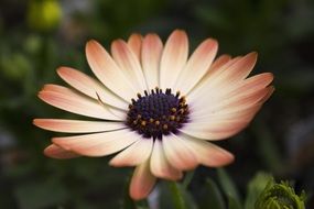 yellow-white daisy close-up