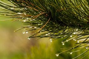 Water drops on the pine needles on blurred background