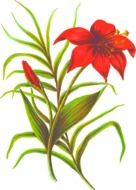 picturesque red Flower drawing