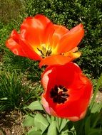 two red tulips