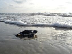 little cute turtle on the beach