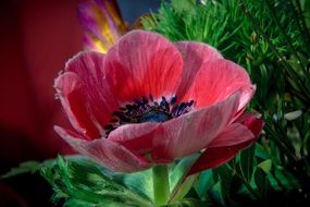 anemone, red flower with black center close up