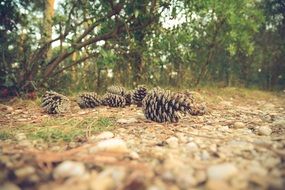 brown cones on the ground among the plants in the forest