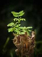 green sprout on the tree stump