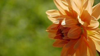 Hyacinth Flower Orange Plant