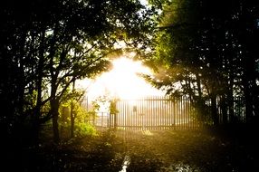 bright rays of the sun through the bars along the forest