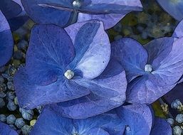 Beautiful flowers in nature
