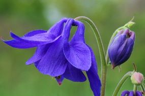blue Columbine Flowers Mountain