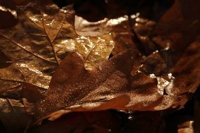 wet brown foliage close-up