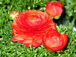 red flowers on a green bush