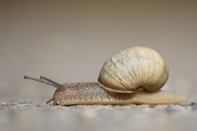 snail or slug