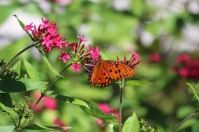 brown butterfly on a bright pink flower