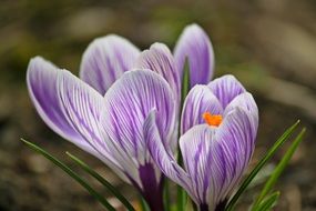 impressive Crocus Flowers