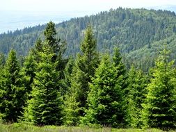 thick green fir trees on the hill