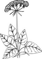 the image of a meadow flower
