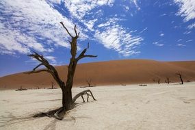 impressive Sossusvlei Deadvlei Desert