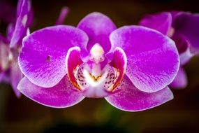 bright purple orchid closeup