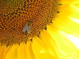 honey bee on Sunflower