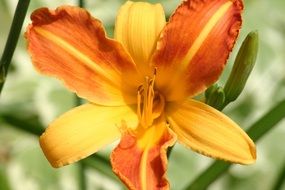 tiger lily with buds in the bright sun close up