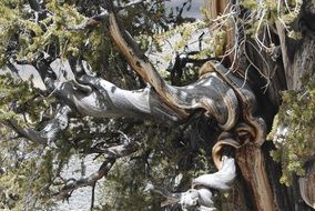 closeup photo of old bristlecone pine
