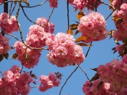 pink flowers on cherry branches against blue sky