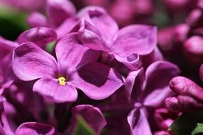 lilac buds close up