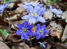 anemone hepatica forest blue flower