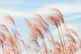 reed during strong winds