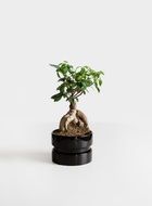 green bonsai in a black pot