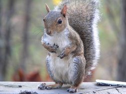 incredibly handsome Eastern Grey Squirrel