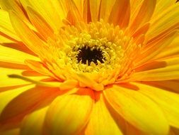 wonderful Yellow Gerbera