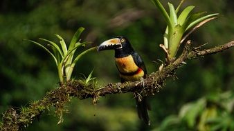 collard araceri on a tree in Costa Rica