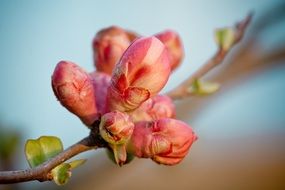 flower buds on quince branch