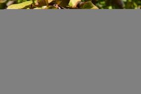 Pomegranate Ripe Fruit Healthy N2