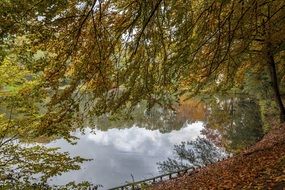 Golden trees mirroring on calm water, Autumn landscape