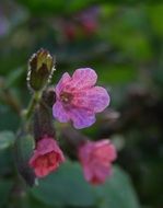 incredibly delicious Pink Flower