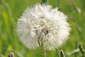 lush white dandelion in sunny day