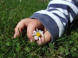 the child's handle tears the daisy close-up