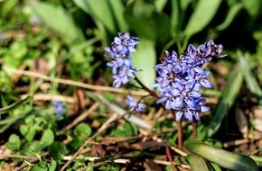 Beautiful blue and purple flowers with green leaves on a meadow