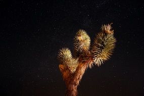 joshua tree on a background of the starry sky