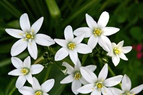 ornithogalum, White star Flowers