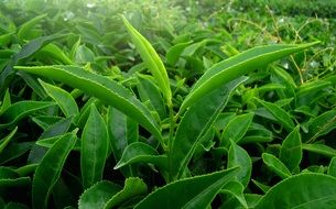 green leaves in Kerala, India