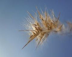 dry fluffy plant seeds