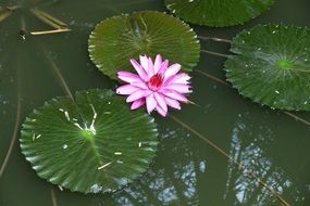 pink water lily on water among large leaves