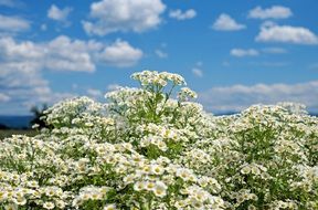 bush of ornamental chamomiles