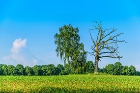 charming Landscape Nature