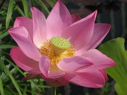 pink water lily with yellow stamens